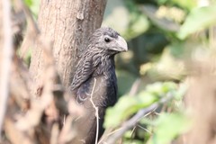 Crotophaga sulcirostris