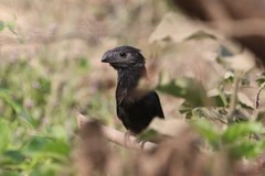 Crotophaga sulcirostris
