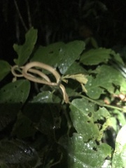 Thamnodynastes pallidus