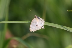 Anartia jatrophae