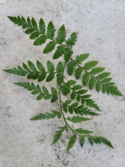 Rumohra adiantiformis