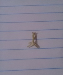 Stagmatoptera femoralis