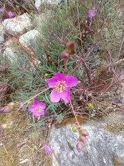 Phemeranthus mengesii