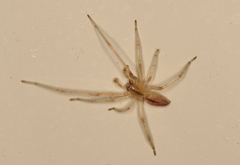 Cheiracanthium gracile