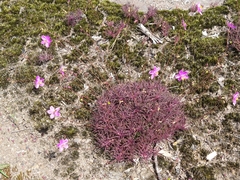 Phemeranthus mengesii