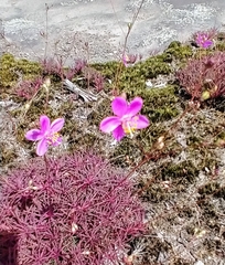 Phemeranthus mengesii