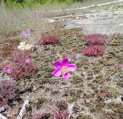 Phemeranthus mengesii