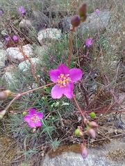 Phemeranthus mengesii