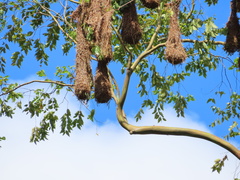 Psarocolius montezuma