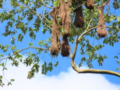 Psarocolius montezuma