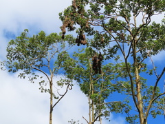 Psarocolius montezuma