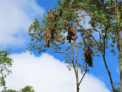 Psarocolius montezuma