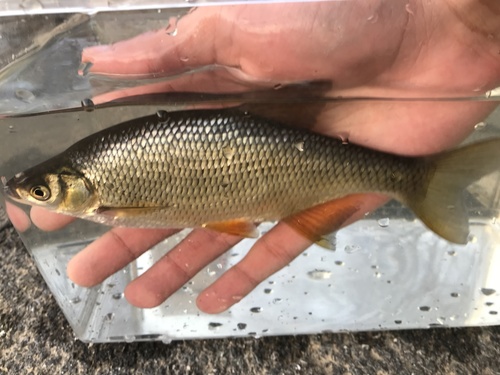 Golden shiner (Notemigonus crysoleucas) — Cyprinidae