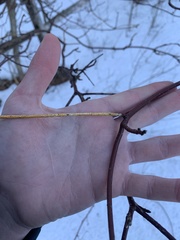 Aurantioporthe corni