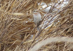 Emberiza rustica