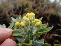 Monticalia andicola