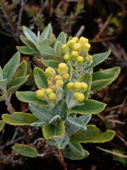 Monticalia andicola