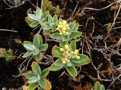 Monticalia andicola