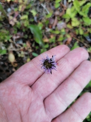 Symphyotrichum vahlii