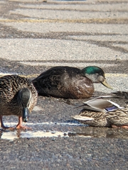 Anas rubripes × platyrhynchos