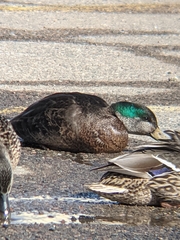 Anas rubripes × platyrhynchos