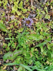 Symphyotrichum vahlii