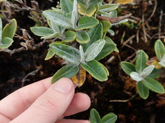 Monticalia andicola