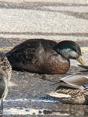 Anas rubripes × platyrhynchos