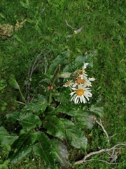 Senecio smithii