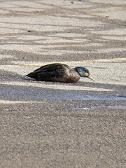 Anas rubripes × platyrhynchos