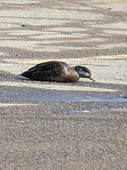 Anas rubripes × platyrhynchos