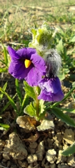 Solanum herculeum