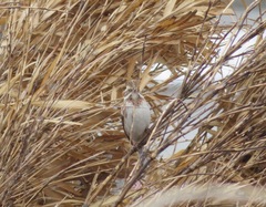 Emberiza rustica
