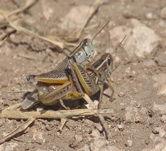 Dichroplus pratensis