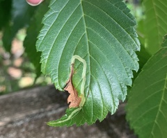 Agromyza aristata