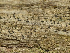 Lecidea plebeja