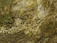 Lecidea plebeja