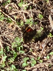 Vanessa annabella