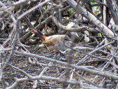 Furnariinae