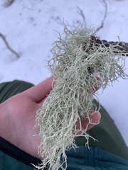 Pseudevernia consocians