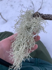 Pseudevernia consocians