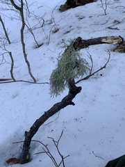 Pseudevernia consocians