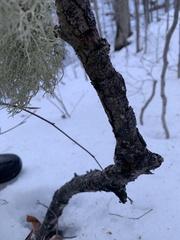 Pseudevernia consocians