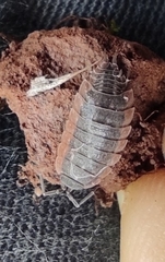 Porcellionides rufocinctus