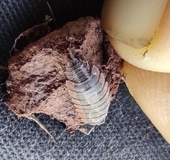 Porcellionides rufocinctus