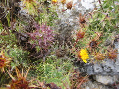 Berkheya cruciata