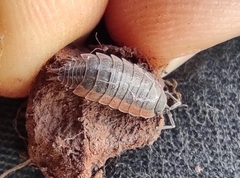 Porcellionides rufocinctus