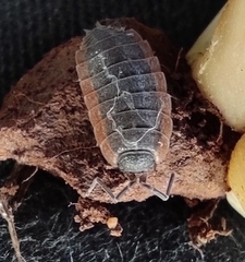 Porcellionides rufocinctus