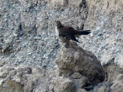 Cinclodes atacamensis