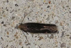 Aproaerema isoscelixantha